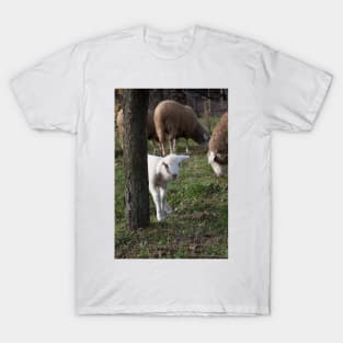 Shy lamb T-Shirt